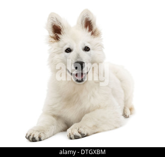 Swiss Shepherd Dog puppy lying, panting, 3 months old, against white background Stock Photo