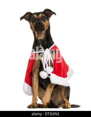 Crossbreed dog wearing a Christmas cape, sitting against white background