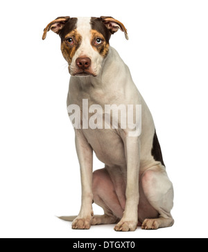 Crossbreed dog sitting, looking at the camera against white background ...