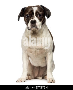 Front view of a Crossbreed dog sitting, looking at the camera against white background