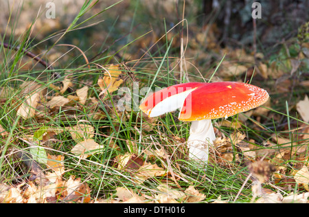 Large red flyagaric with broken cap in forest in autumn Stock Photo
