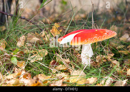 Large red flyagaric with broken cap in forest in autumn Stock Photo