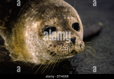 COMMON [ HARBOUR ] SEAL PUP (Phoca vitulina)  IN THE  ORKNEY ISLANDS SCOTLAND Stock Photo