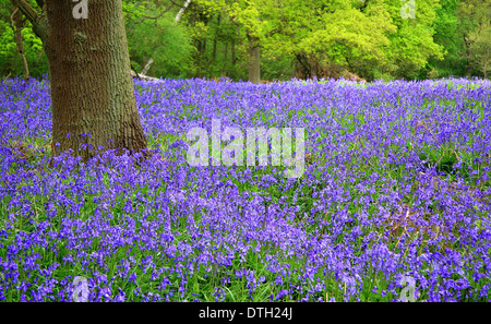 British native bluebells (Hyacinthoides non-scripta) in a ancient English deciduous woodland - Ryton Wood, Warwickshire UK - May Stock Photo