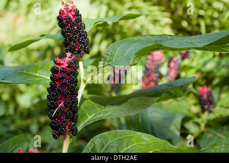 sunny illuminated detail of some pokeweed plants Stock Photo