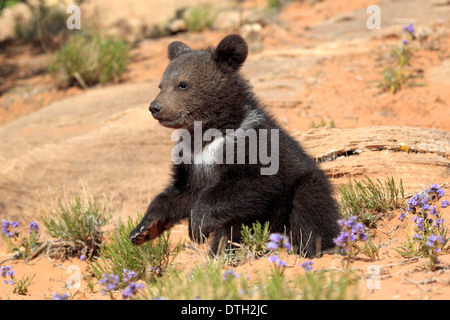 Grizzly Bear, 3 months, Monument Valley, Utah, USA / (Ursus arctos horribilis) Stock Photo