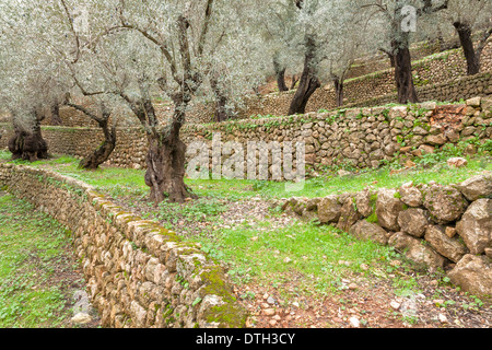 Olive trees on cultivation terraces. Tramuntana mountains. Sóller area. Majorca, Balearic islands, Spain Stock Photo