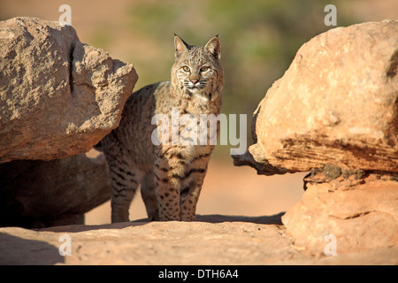 Bobcat, Monument Valley, Utah, USA / (Lynx rufus, Felis rufa) Stock Photo