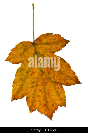 Wild Service Tree: Sorbus torminalis. Leaf in autumn. Scan. White background Stock Photo
