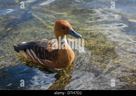Fulvous Whistling Duck (Dendrocygna bicolor) Stock Photo