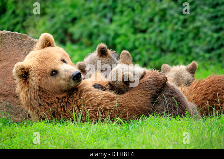 European Brown Bears, female with cubs / (Ursus arctos) Stock Photo