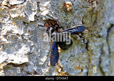 Violet Carpenter Bee, Rhineland-Palatinate, Germany, Europe / (Xylocopa violacea) Stock Photo