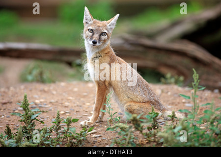 Corsac Fox / (Vulpes corsac) Stock Photo