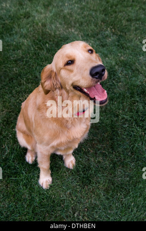 Golden retriever dog. Stock Photo