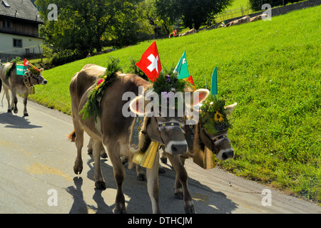 Decorated Cows Almabtrieb/Transhumance Switzerland Stock Photo