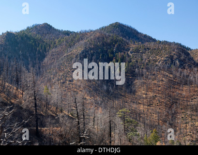 Aftermath of wildfires in the Chiricahua mountains of southeastern Arizona USA. Stock Photo