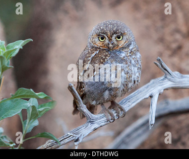 The Elf Owl (Micrathene whitneyi) is a member of the owl family Strigidae, that breeds in the southwestern US and Mexico Stock Photo