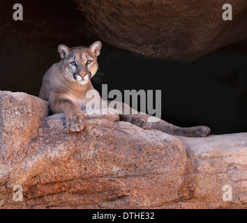 A cougar, or mountain lion, watches from a rocky perch. Taken in a wildlife sanctuary in Tucson, Arizona called The Arizona - Sonora Desert Museum Stock Photo