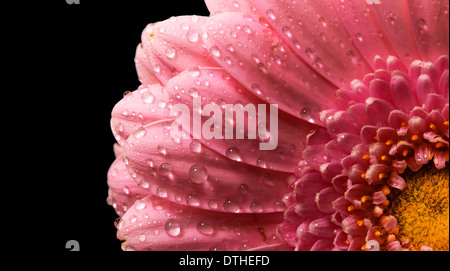 Pink flower petals, macro on flower. Stock Photo
