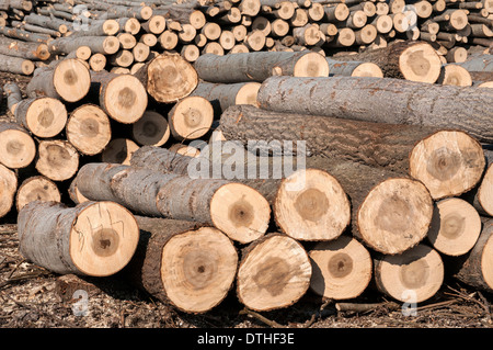 Stacked Cut Poplar Logs On Wood-cutting Area Stock Photo, Picture and  Royalty Free Image. Image 26063322.