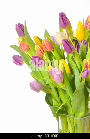 tulips in a vase isolated on white background Stock Photo