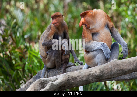 Wild Proboscis Monkeys (Nasalis larvatus) in Borneo, Malaysia Stock Photo