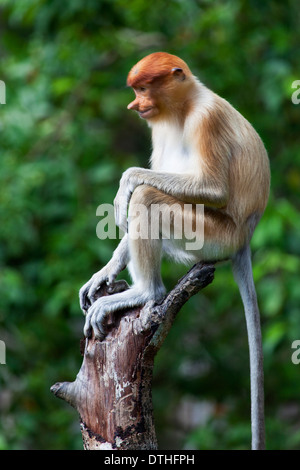 Wild Proboscis Monkey (Nasalis larvatus) in Borneo, Malaysia Stock Photo