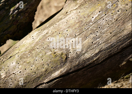 Woodworm holes showing in bark on tree Stock Photo - Alamy