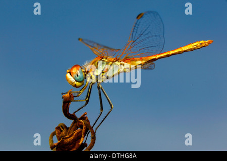 Red-Veined Darter (Sympetrum fonscolombii) Stock Photo