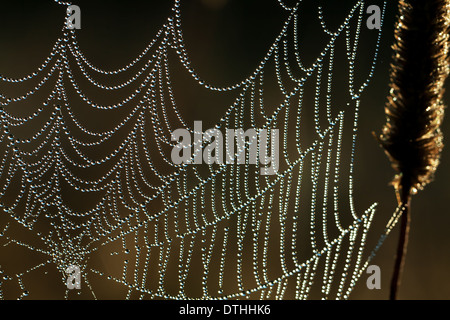 abstract background from a web shine in the sun Stock Photo