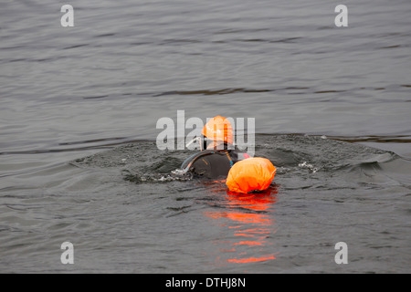 Open water swimming Lake Windermere Stock Photo