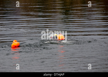 Open water swimming Lake Windermere Stock Photo