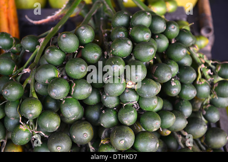 Betel palm nut fruit Stock Photo