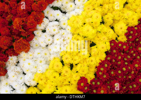 Chrysanthemum Background Stock Photo