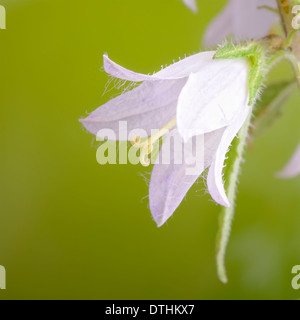 Wide-leaved Bellflower 'Alba' Campanula latifolia, portrait of white flower with nice out of focus background. Stock Photo