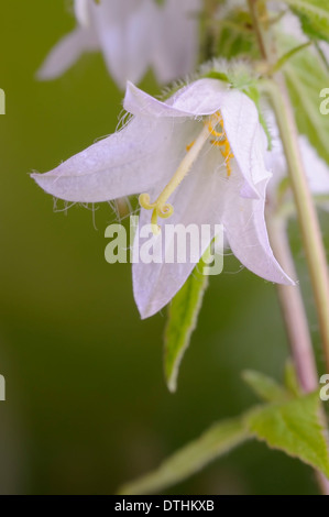 Wide-leaved Bellflower 'Alba' Campanula latifolia, vertical portrait of white flower with nice out of focus background. Stock Photo