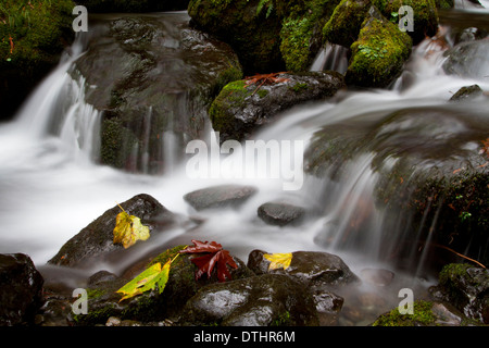 merriman falls lake quinault scenic shore lower road south olympic washington national usa park alamy november