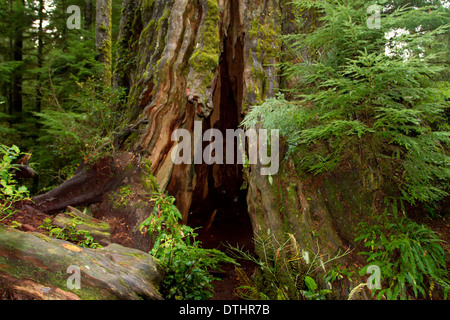 A view of the trunk base of the worlds largest Western Red Cedar (Thuja Plicata) tree in Jefferson County, Washington, USA Stock Photo