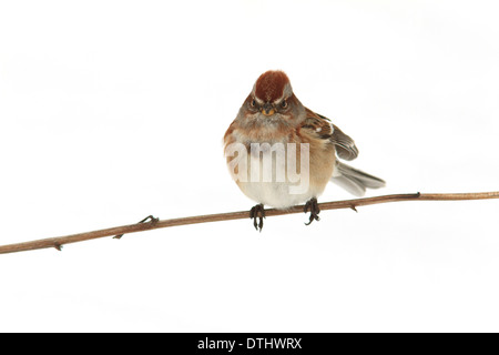 American tree sparrow (Spizella arborea) on a tree branch with snow behind it. Stock Photo