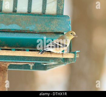 Female Goldfinch (Carduelis tristis) in winter plumage on bird feeder. Stock Photo