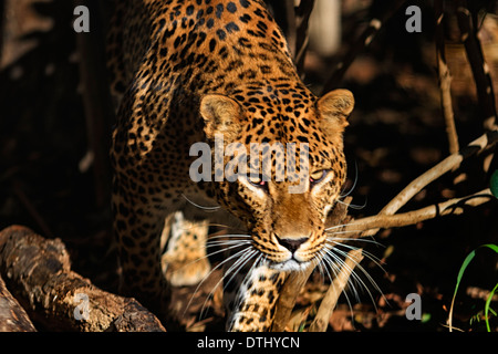 Hunting Leopard portrait Stock Photo