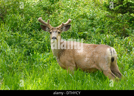 mature mule deer buck in tall green grass in spring Stock Photo