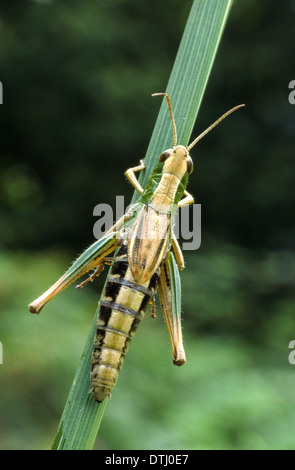 MEADOW GRASSHOPPER [Chorthippus parallelus]  CLINGS TO A GRASS BLADE IN A FIELD IN WALES Stock Photo