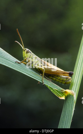 MEADOW  GRASSHOPPER [Chorthippus parallelus] RESTING ON A BLADE OF GRASS IN THE UK Stock Photo