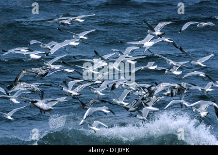 EUROPEAN HERRING GULLS  (Larus argentatus)  FLYING OVER THE WAVES Stock Photo