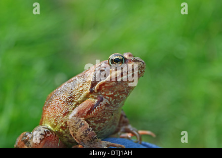 Marsh frog sits on a green leaf Stock Photo