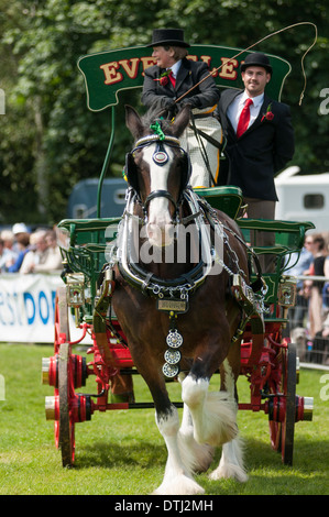 Portrait image of a 'heavy' Horse pulling a cart/Dray at a country show in England 2012. Stock Photo