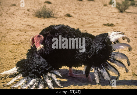 MALE RED NECKED OSTRICH  (Struthio camelus)  DISPLAYING IN SAUDIA ARABIA Stock Photo