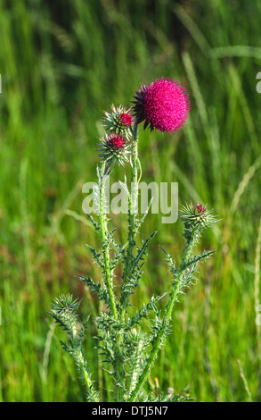MUSK THISTLE FLOWER [ Carduus nutans ]AND PLANT GROWING IN WALES Stock Photo