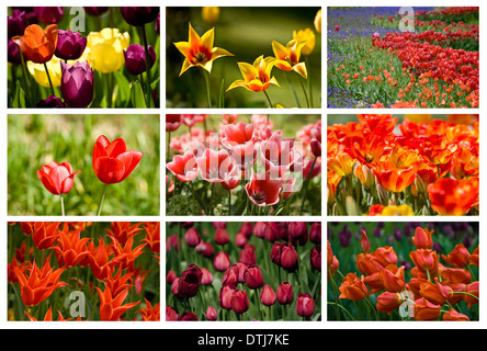 Collage from different colored such as red, orange pink tulips Stock Photo